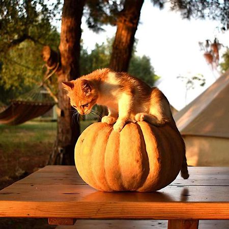 Glamping At A Lovely Tent In Skiaxtro- Marathopoli别墅 外观 照片