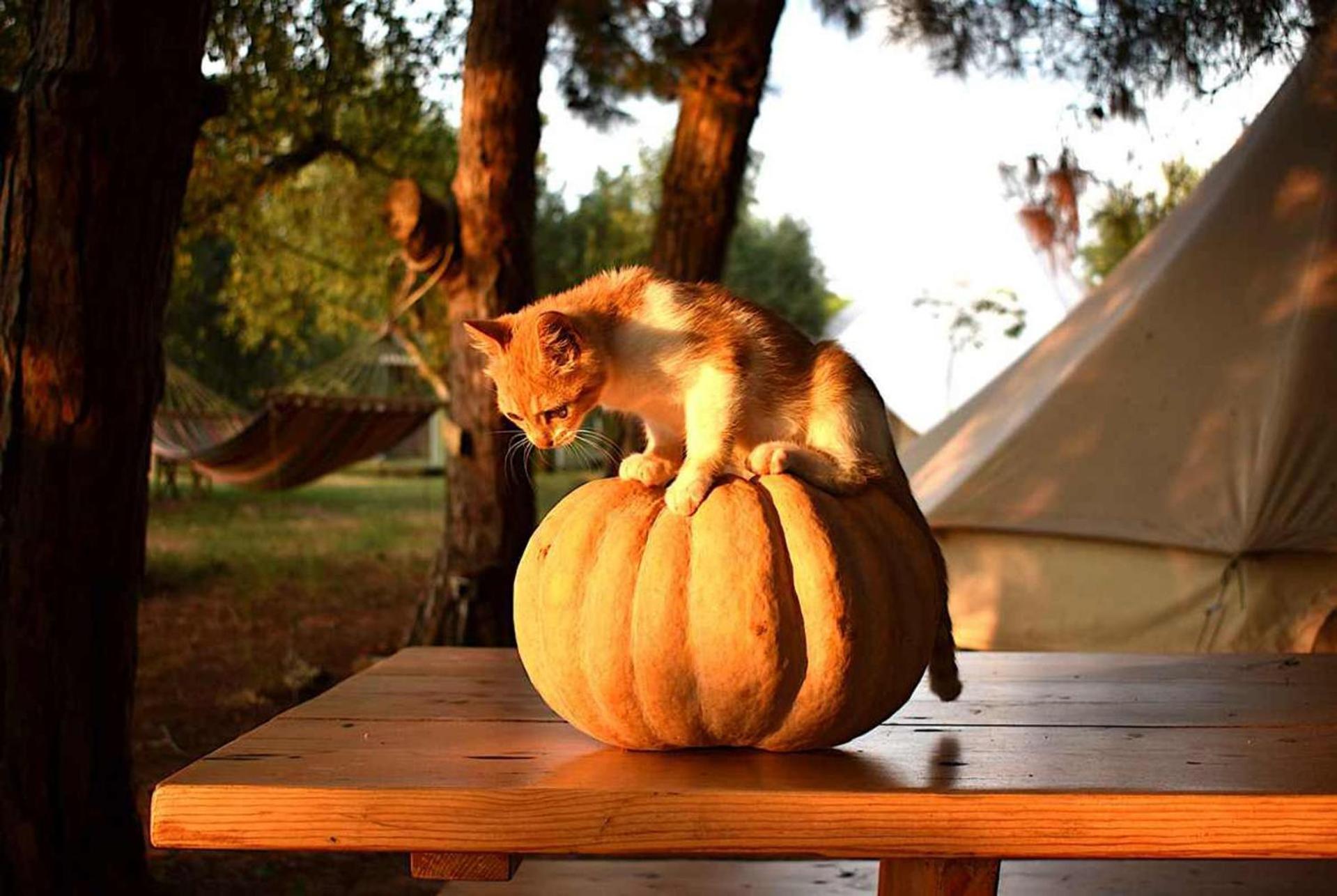 Glamping At A Lovely Tent In Skiaxtro- Marathopoli别墅 外观 照片